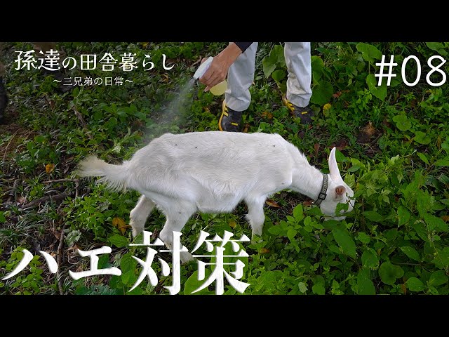 A large number of flies swarming the goat Get rid of them with