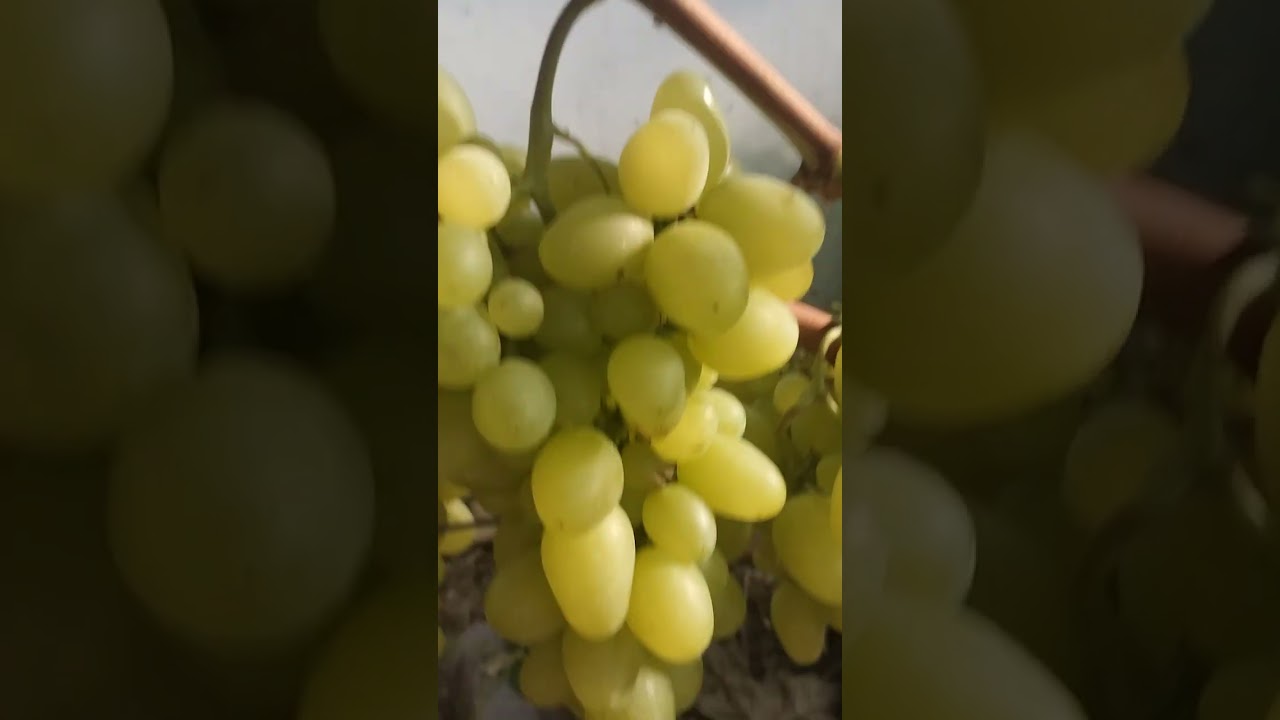 Arkadia, cel mai productiv soi se struguri de masa!