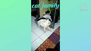 Pengorbanan Seekor Ibu Kucing Dalam Menyusui Anak Nya