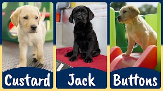 Meet our latest Sponsor a Puppy trainees: Custard, Jack and Buttons