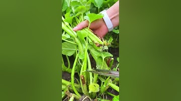 The process of cutting green vegetables with sharp scissors #shorts