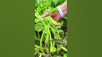The process of cutting green vegetables with sharp scissors #shorts
