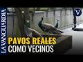 Punta Marina se harta de sus pavos reales, presentes en la ciudad desde el Imperio Romano