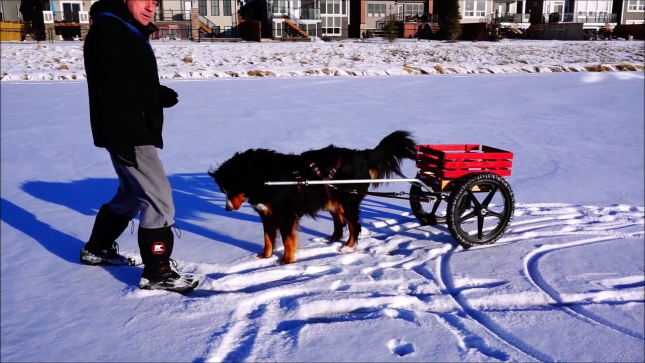 Bernese Mountain Dog Cart Pulling 2019 01 20 YouTube