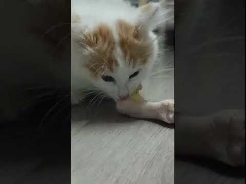 Кушать подано. Садитесь жрать пожалуйста. #котенок #кушает