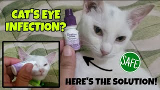 HOW TO TREAT CAT EYE INFECTION, MURANG EYEDROP 85 PESOS LANG NPAKAEFFECTIVE PA!