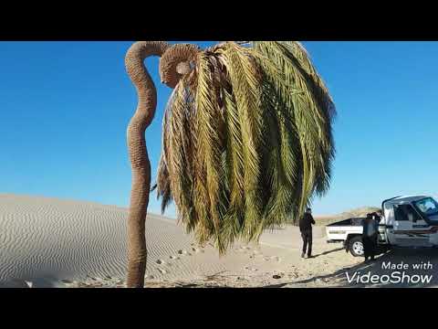 رحلة الي بحيره فريدغا شباب الجغبوب وابناء بن مسكين الجنوب