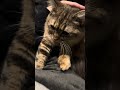 何か生存報告動画あげなきゃってずっと思ってるけど、浮かばないんでとりあえずウチの猫です