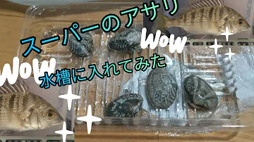 クロダイ飼育