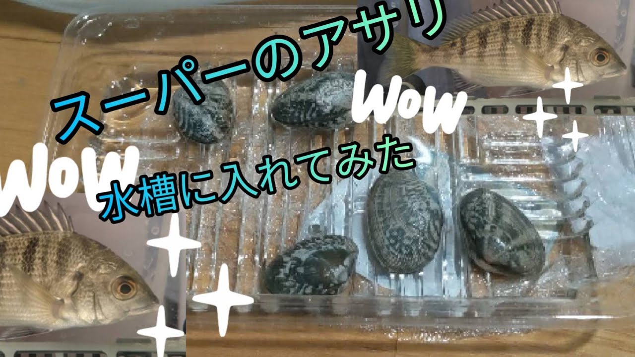 スーパーのアサリを水槽に入れてみた クロダイの餌 横浜臨海パークのヘチ釣り 飼育 餌付け 海水魚 汽水魚飼育 人工海水飼育 格安品買わなければよかった Youtube スーパーのアサリを水槽に入れてみた クロダイの餌 横浜臨海パークのヘチ釣り 飼育 餌付け 海水魚 汽水魚飼育 人工海水飼育 格安品買わなければよかった Youtube
