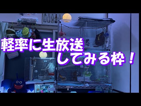 【機材テストメイン】軽率に生放送をしてみる枠！part2【りんと日記】