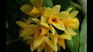 Dendrobium sulcatum, Laelia jongheana var. alba  и другие 5 мая 2024 г.