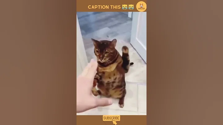 Video 11817651: laugh cats dogs funny, amazing baby cat