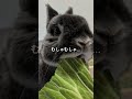 【ASMR】うさぎがキャベツをポリポリ食べる音が最高すぎる🐰🥬