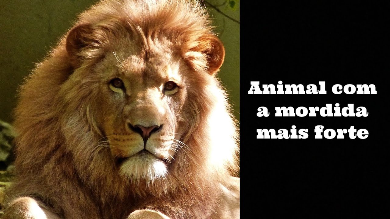 Você sabe qual animal tem a mordida mais forte do mundo? - YouTube