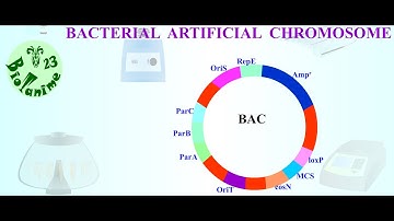 BACTERIAL ARTIFICIAL CHROMOSOME