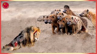 15 Crazy Moments! Hyena Vs Lion Fight To The Last Breath | Animal Fights