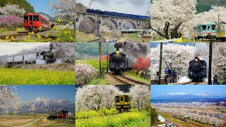 [4K] 春になったら見に行きたい。桜と列車の鉄道絶景めぐり  A spectacular view of cherry blossoms and trains in JAPAN