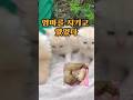 쓰러진 엄마를 지키던 아기고양이들…기적이 일어났습니다 Kittens guarding their collapsed mom… then a miracle happened #shorts
