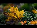 Autumn | Nikon Z8 | Nikkor Z MC 105 mm 1:2,8 VR S