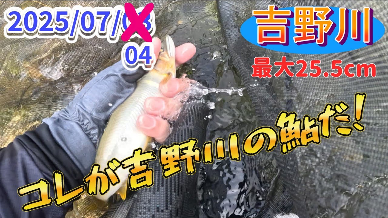 吉野川の大鮎釣り。ヘビータックルで挑め。