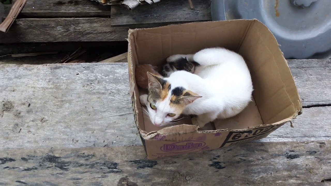 Bayi kucing