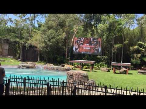 dreamworld-all-new-tiger-island-tigers-walking-around-gold-coast-australia.
