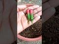 how to propagate hibiscus flowers from flower buds #shorts #hibiscusflowers #GardenGrafting