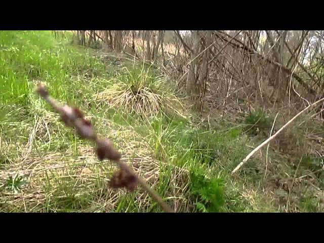 И снова клещики 3