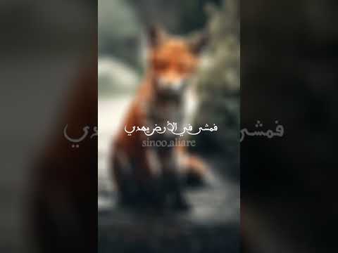 قصة الثعلب المنافق والديك المتدين تيك توك