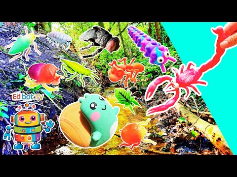 Kids Learn Bug Insect Names at the Stream: Snail Woodlouse Scorpion Praying Mantis Caterpillar