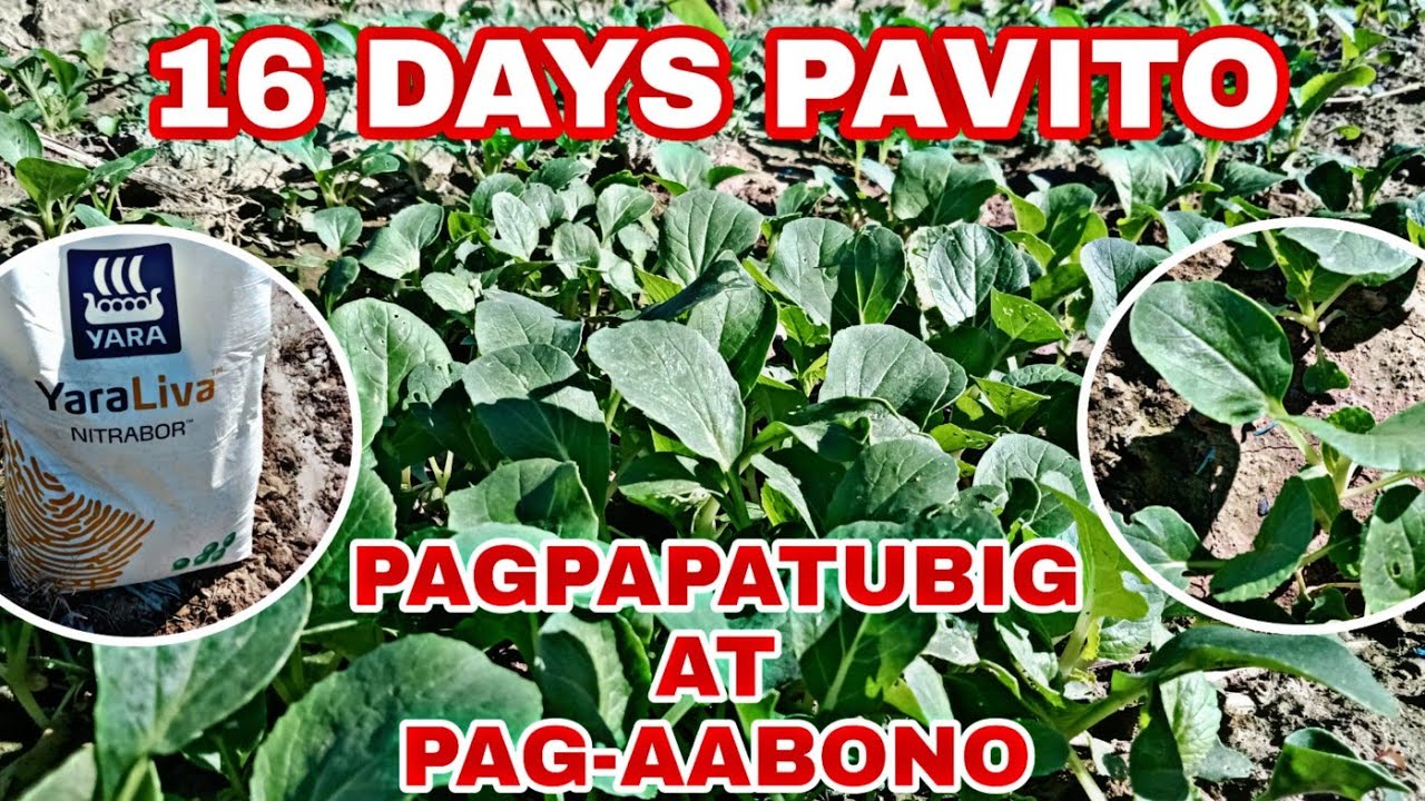 16 DAYS PAVITO||PAGPAPATUBIG AT PAG-AABONO