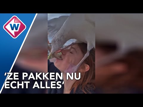 Video: Wat eten jonge meeuwen?