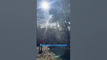 Treating For Ball Moss In Trees Canyonlaketexas Pestcontrol Pestcontrolcanyonlake Bugman 