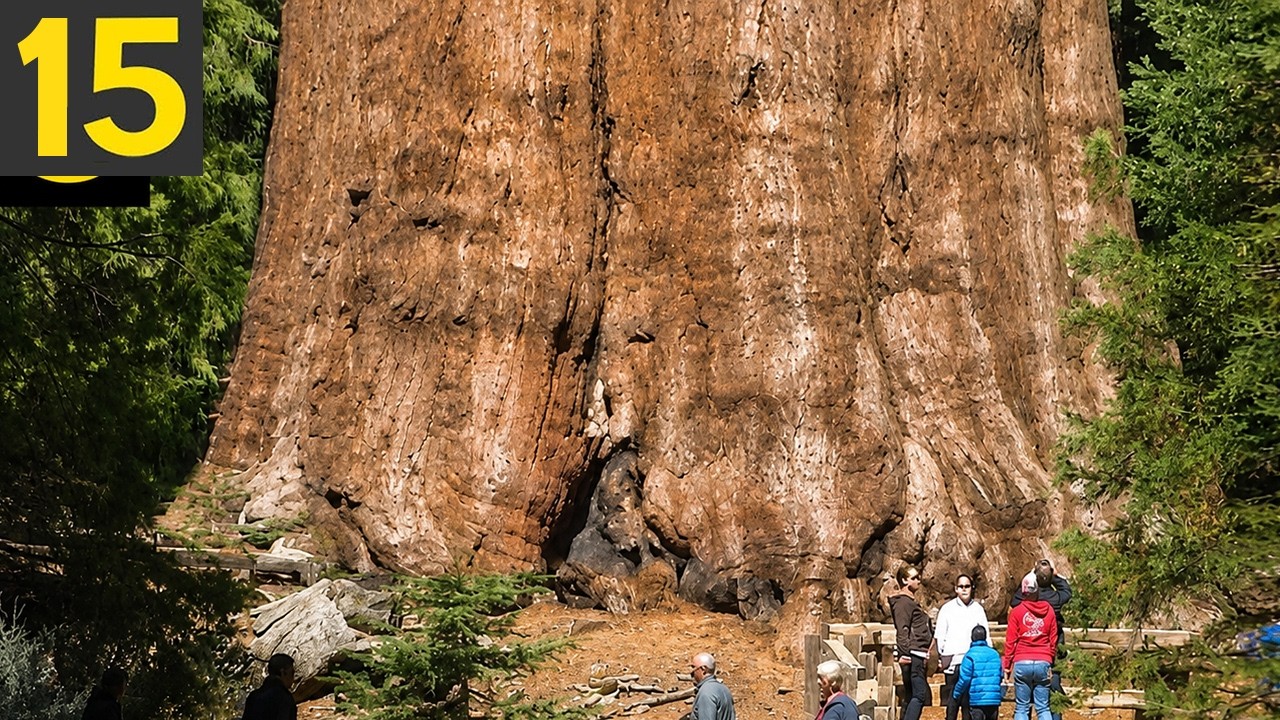 15 WEIRDEST TREES ever found