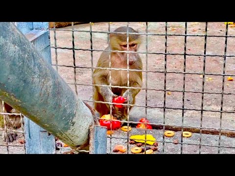 Наши питомцы просто уже ЗАЕЛИСЬ, они не едят, а как поросята просто портят продукты)))