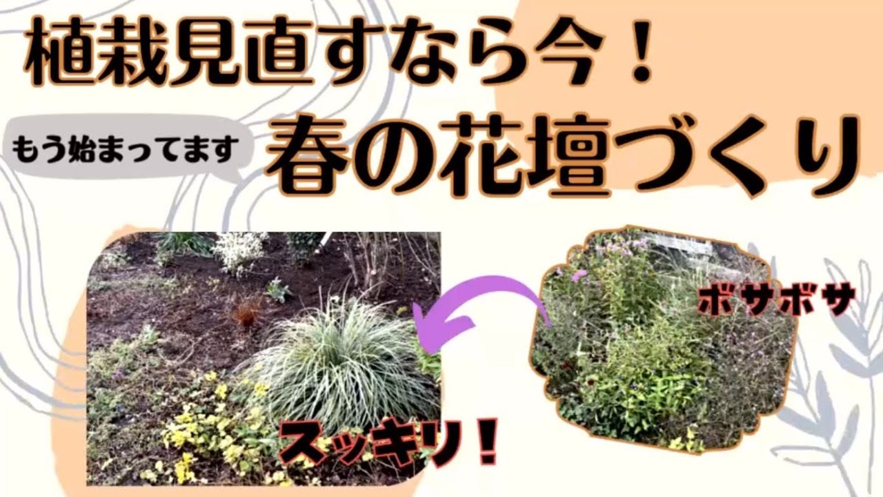 《10月植え替えしましょう！秋の花壇植栽大幅リニューアル》増えすぎ注意！な宿根草全部抜いてローメンテ宿根草へ植え替え／宿根草移植／目隠し常緑低木植え付け／こぼれ種で占領された花壇