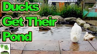 The Ducks Finally Get Their Pond!