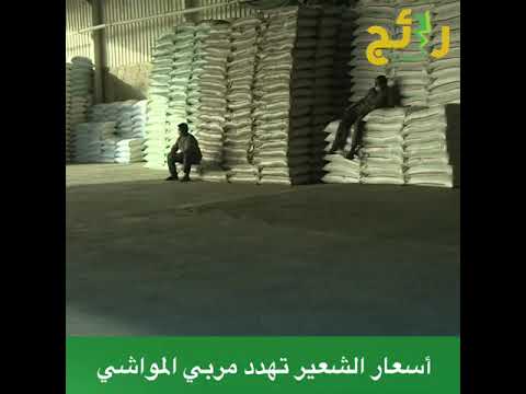 معاناة مربي المواشي بسبب ارتفاع أسعار الشعير الإخبارية