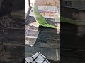 #talkingparot #talkinganimal #parrottalking #nonstoptalkingparrot #talkingbird #mithukibatain