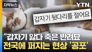 [자막뉴스] '갑자기 앓다 죽은 반려묘'...전국 곳곳 기현상에 '긴장' / YTN