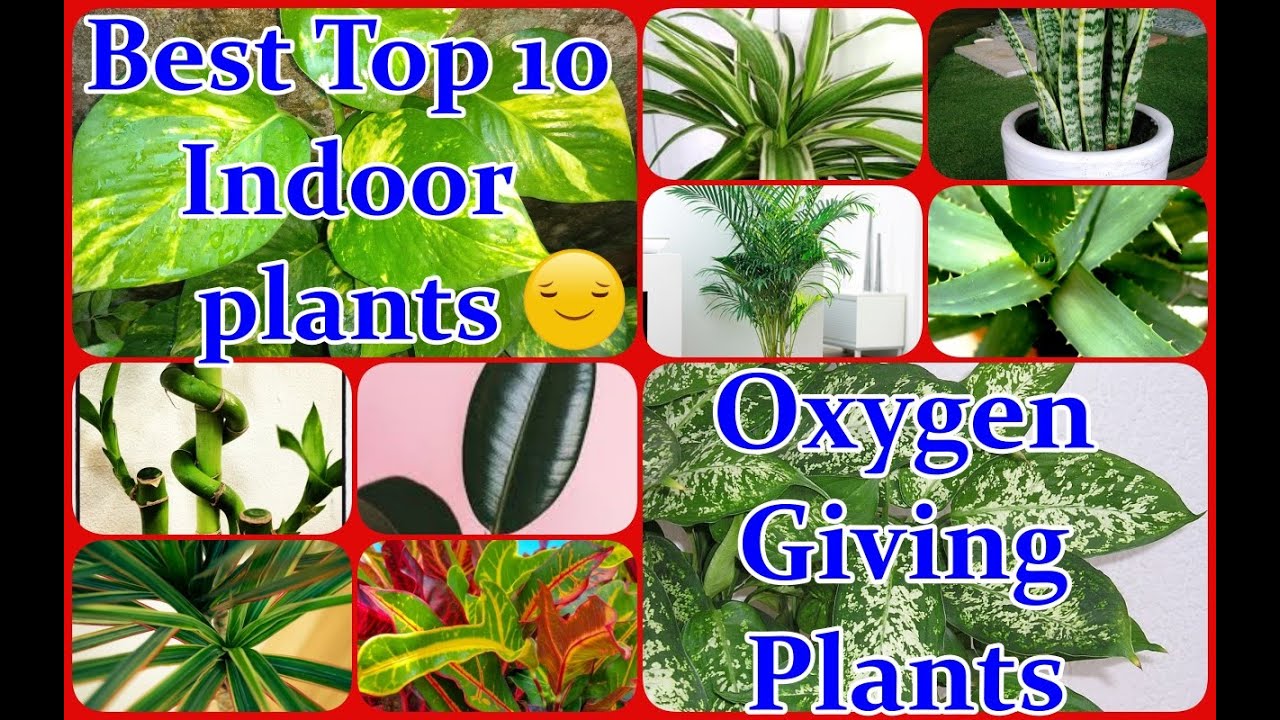 Best Top 10 Air Purifying Indoor Plants Easily Grown At HomeOxygen