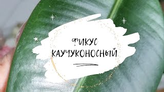 Фикус Каучуконосный. Пересадка, обрезка корней, обзор🌿 #фикус