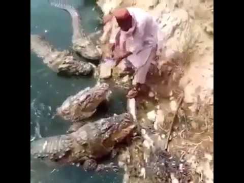 Have you ever seen a brave man feeding crocodiles # Vertex Events