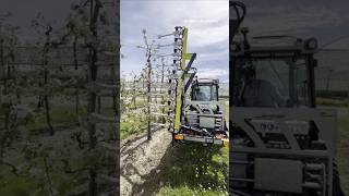 Flower Thinning Machine Florix || Made By Rinieri Srl Italy || #Shorts