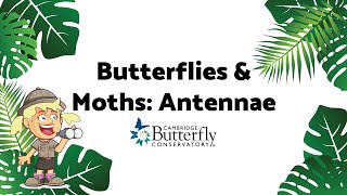 Butterflies & Moths: How to tell the difference!