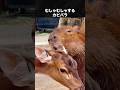 動物たちの触れたいが和やかすぎる動画 #カピバラ #シカ #馬 #動物のサムネイル