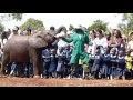 Elephant Orphanage at David Sheldrick Wildlife Trust in Nairobi