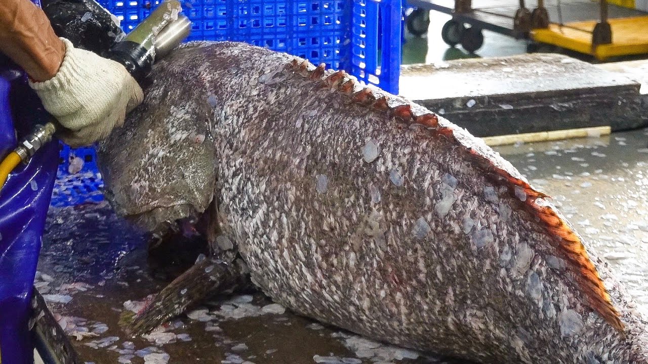 Giant Grouper Cutting Skills / 龍膽石斑切割技能 - Taiwanese Street Food