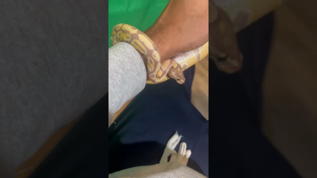 1st Ball Python - Banana 100% HET PIED 